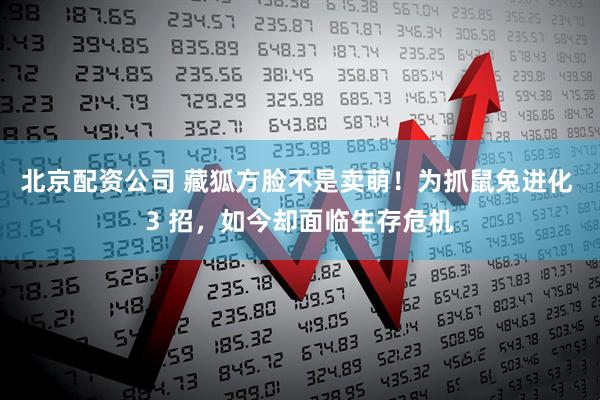 北京配资公司 藏狐方脸不是卖萌！为抓鼠兔进化 3 招，如今却面临生存危机